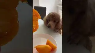 Томат 🍅 640 гр.