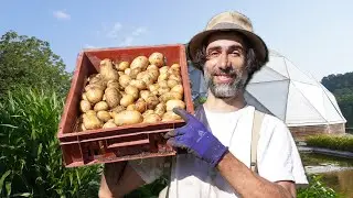 SIMPLE et EFFICACE : La POMME de TERRE 🥔