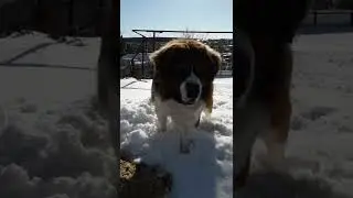 московская сторожевая сЧаСтЬе!