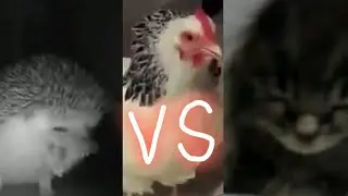 Ежик чихает VS котенок чихнул VS курица чихает