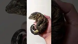 The New Caledonian Giant Gecko: The World's Largest Gecko