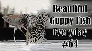 Guppy Channel - Beautiful Guppy Fish Everyday 64