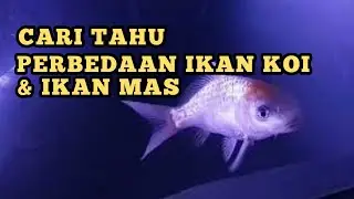Difference Between Koi Fish and Carp || Koi Fish Characteristics