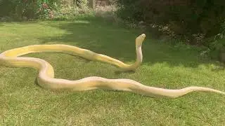 Female Reticulated Python living its worst life.