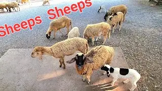 Happy Sheeps 🐑  @Firsttimebyncn