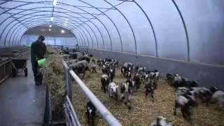 Bonte Schapen 2016