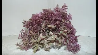 Коллизия розовая.  Размножение черенками.  Цветение спатифилума.