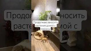 Как зимуют мои растения проводившие лето на террасе #plants #garden #растения #flowers #цветы