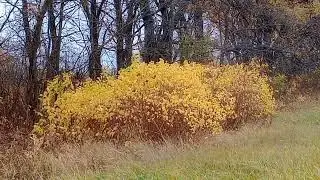 Шалунья Осень