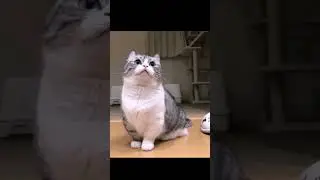 Кот говорит "бананчики", но моим голосом. #мемы