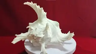 Теңіз қабығы, тамашалайық  / Ракушки под звуки моря.