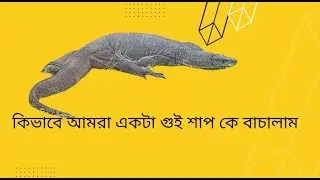 কিভাবে আমরা একটা গুই শাপ কে বাচালাম