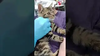 Welcoming two kittens to the indoor life