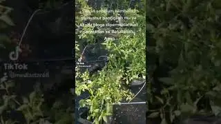 Fertigasi usaha sama smkrr bersama peladang wp labuan.