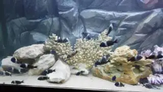 Трофеус звездчатый Дубоисси 173243