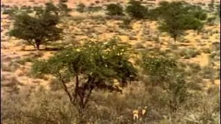 Vahsi Avcilar