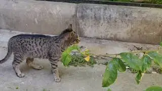 Сумашедший Дом, Рыжик пришел с Невестой, И все, Понеслось!