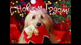 Открытки для поздравления с Новым годом собаки 2018