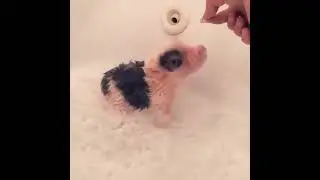 ПЯТАЧОК    