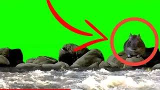 Water on green screen | Best green screen effect water | Mouse on green background