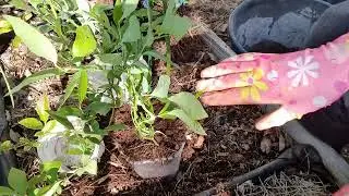 Creating layers from a blueberry bush.