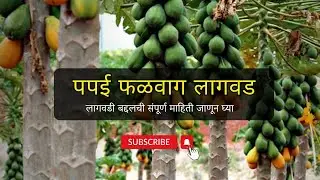 पपई फळवाग लागवड कशी करावी