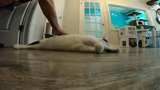 Visit to St. John's Cat Cafe - Angel being adorable