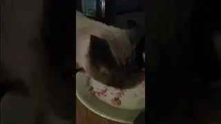 Cat Eating Tuna