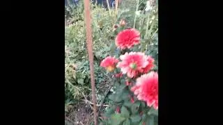 До первых заморозков любуемся ...#подпишись #дача #образование #flowers