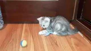 КОТИК С МЯЧИКОМ.