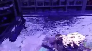 Video Maxspect Gyre 2