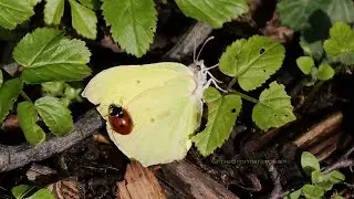 Gonepteryx rhamni from Denmark April 2024, 240 fps