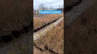 #саженцыголубики
