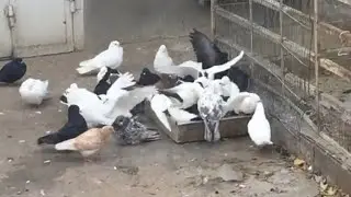 Опасное купания для слабых и больных голубей.