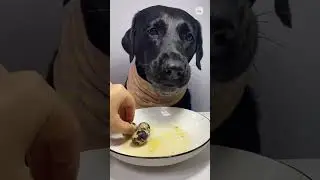 Xin chào cún bông hài hước  