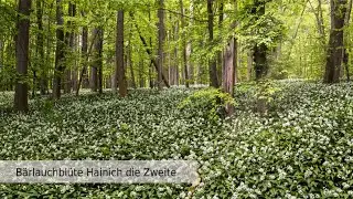 Bärlauchblüte im Hainich die Zweite