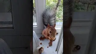 Дуся перекопала  все орехи( помощь каналу, Сбер 4276 4400 1012 4888)#squirrel#animals#белка