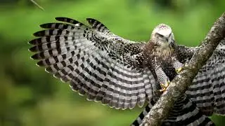The Black Hawk Eagle