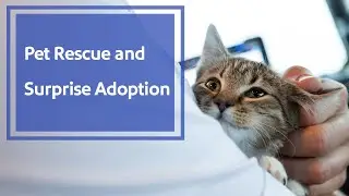 A Pet Rescue Flight and Surprise Kitten Adoption | Southwest Airlines
