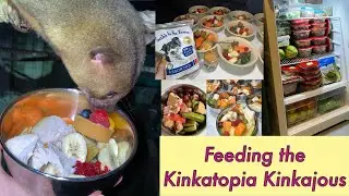 Feeding a Sanctuary of Kinkajous