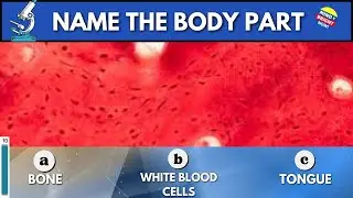 THE FREAKY TRUTH- Your body parts under a microscope| Quiz