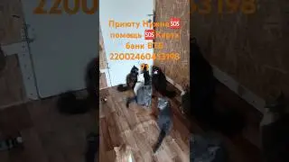 #приют нужна #помощь  #кронштадт #котик #бездомные #милыекоты
