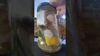 Консервированные Тигровые Креветки В Масле С Розмарином От Барин Фреш