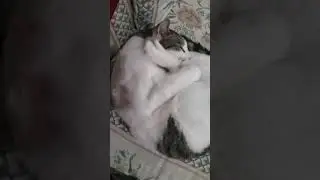 Cat feet resist Cat face.