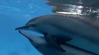 dolphin mating