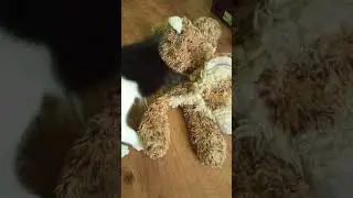 Funny ANIMALS video Приколы с котами озвучка без мата - Смешные коты 2021 и приколы с животными