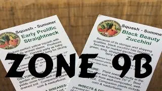 Planting Squash In July