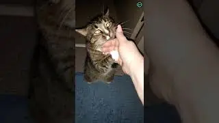 Кот Том бодается Shorts