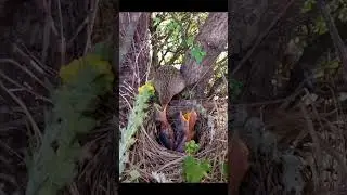 Anak burung makan