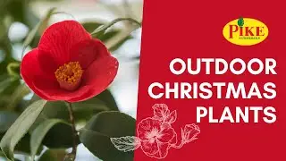 Outdoor Christmas Plants